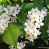 5 x Prunus padus (Bird Cherry) 125/150cm