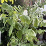 Cercis 'Alleycat'