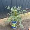 Mahonia eurybracteata 'Sweet Winter' - 3L