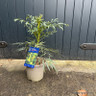 Mahonia eurybracteata 'Sweet Winter' - 3L