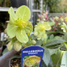 Helleborus green mix