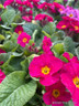 Polyanthus 'Gold Nugget'