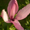 Magnolia 'Susan' 3L