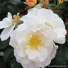 Storyteller - Floribunda Rose