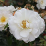 Storyteller - Floribunda Rose