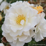 Storyteller - Floribunda Rose