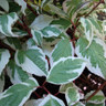 Cornus alba 'Sibirica Variegata' 3L