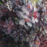 Cotinus 'Grace' -  2L