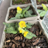 Primula veris - 1L