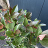 Photinia fras. 'Robusta Compacta' frame 110x80cm