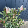 Photinia fras. 'Robusta Compacta' frame 110x80cm