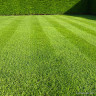 Johnsons 'Sunday Best' lawn seed - 10kg