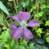 Clematis Etoile Violette 3L