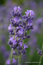 Lavender 'Hidcote' (p13)