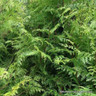 Thuja plicata (Western Red Cedar) 80-100cm (10ltr)