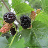 Morus nigra (Black Mulberry) - Half Standard (25ltr)