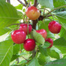 Cherry 'Merton Glory' 2yr tree on Colt rootstock