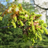 Quercus rubra (Red Oak) 10/12cm