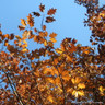 Quercus rubra (Red Oak) 10/12cm
