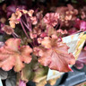 Heuchera Indian summer mix