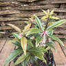 Sarcococca hookeriana 'Purple Stem' p17