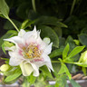 Hellebore mixed