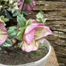Hellebore mixed