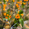 Ornithogalum 'African Breeze'