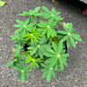 Lupin 'Russel hybrids' 2L