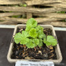 Geum 'Tempo Yellow'-1L