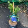 Ceanothus 'Concha' - 4ltr