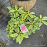 Rhododendron 'Anna Rose Whitney' 5L