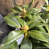 Rhododendron 'Horizon Monarch' 5L