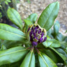 Rhododendron 'Marcel Menard' 5L