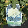 Rhododendron yak. 'Centennial Gold' 4L