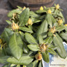 Rhododendron yak. 'Centennial Gold' 4L