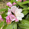 Rhododendron yak. 'Schneekrone' 4L