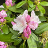 Rhododendron yak. 'Schneekrone' 4L