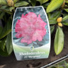 Rhododendron yak. 'Morgenrot' 4L