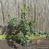 Ilex 'Nellie R. Stevens' (100/120cm) 15ltr