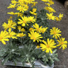 Euryops 'Silver Star'