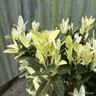 Euonymus jap. Paloma Blanca (p17)