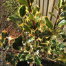 Ilex aquifolium 'Madame Briot' (Holly) 60-80cm - 3ltr