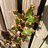 Ilex aquifolium 'Madame Briot' (Holly) 80-100cm - 3ltr