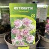 Astrantia 'Buckland' (p17)