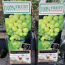 Vitis vin.  'Vroege van der Laan' (Grape Vine) 3L