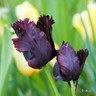 Tulip 'Black Parrot' (Parrot) - PACK of 10 Premium size bulbs