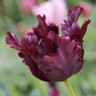 Tulip 'Black Parrot' (Parrot) - PACK of 10 Premium size bulbs
