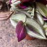 Tradescantia 'Zebrina'