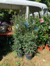 Ceanothus 'Italian Skies' - 1 -1.25m cane (10L)